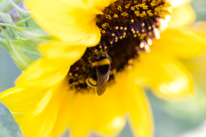Eine Biene sammelt Pollen einer Sonnenblume.