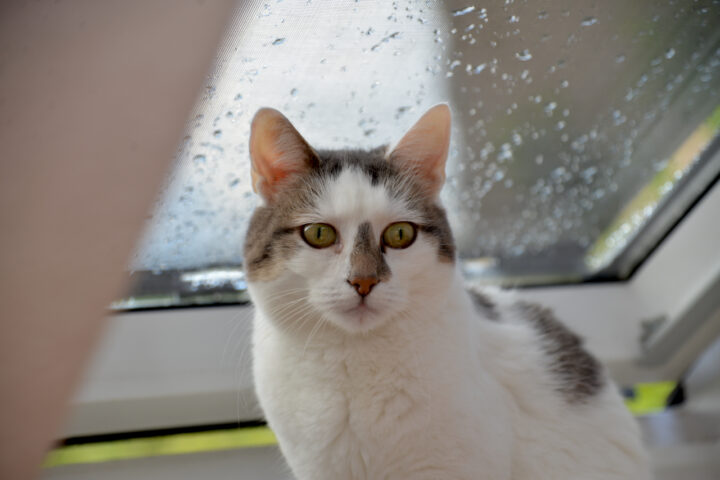 Nelli sitzt im Dachfenster. Foto: Frank Behrens (2021)