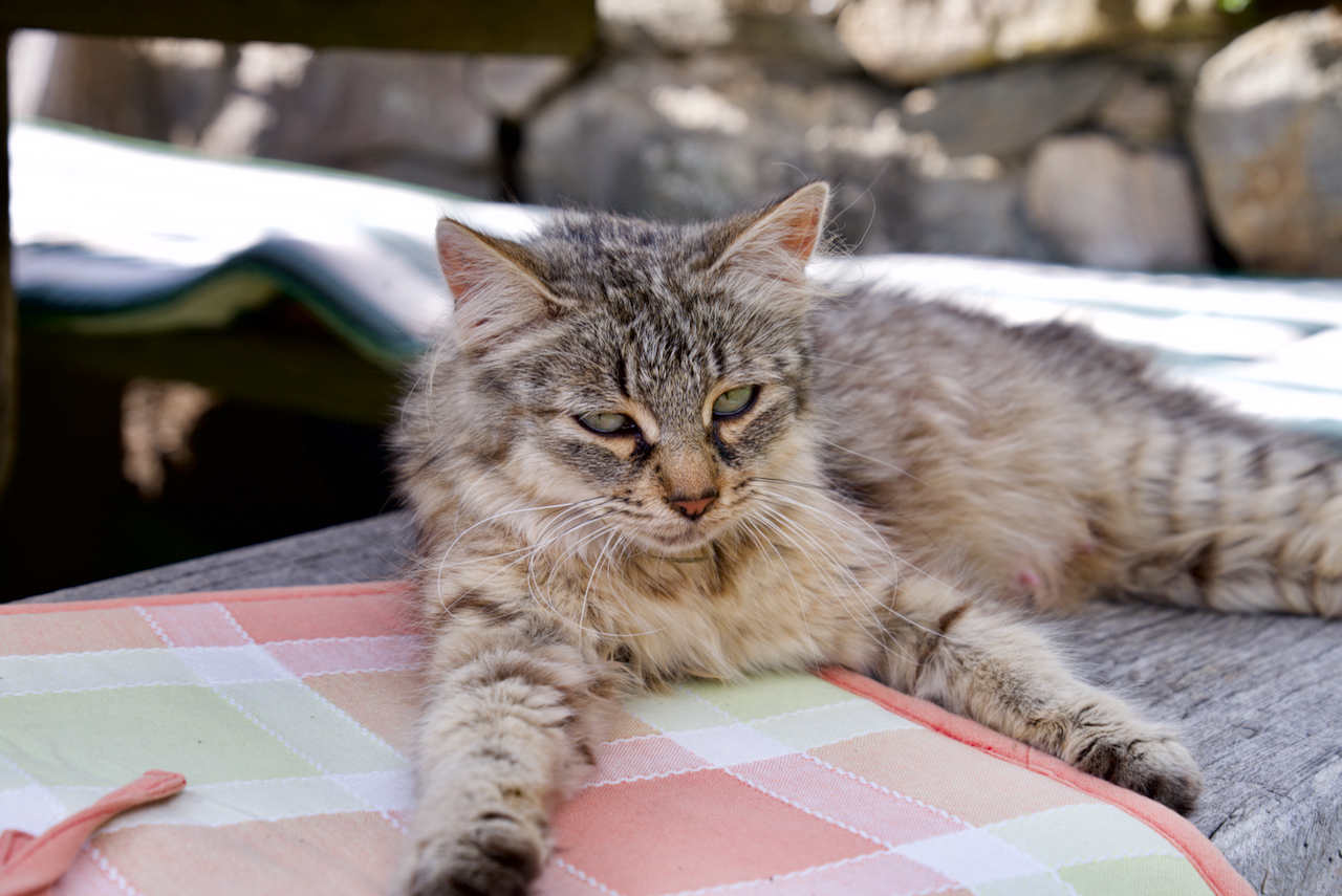 Getigerte Katze in Südtirol. Foto: Frank Behrens (September 2021)